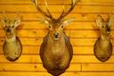 La chasse au wapiti est un véritable défi pour les vrais chasseurs ! Les animaux majestueux qui vivent dans les forêts profondes exigent du chasseur non seulement des compétences, mais aussi la capacité de ressentir la nature. Rechercher des traces, explorer le territoire, s'approcher prudemment des proies, tout cela fait de la chasse à l'orignal une aventure passionnante. Mais en plus de l'excitation et de l'adrénaline, il est important de se rappeler sa responsabilité envers la nature et de respecter les lois de la chasse. Alors, si vous êtes prêt à tester votre force et votre expérience dans la chasse au wapiti, partez en forêt et découvrez de nouvelles facettes de l'art de la chasse !