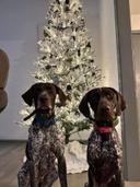 German Shorthaired Pointer

About the Breed
The versatile, medium-sized German Shorthaired Pointer is an enthusiastic gundog of all trades who thrives on vigorous exercis