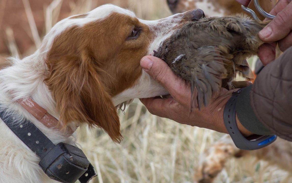 Bird hunting along the Umm al-Rbiya River: a unique experience in the heart of Morocco.