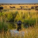 African Game Animals list: A Concise Field Guide

Africa boasts incredible biodiversity, and a significant part of its appeal lies in its diverse game animals. This list provides a quick overview of some of the most sought-after species, focusing on key identifying features.

Big Game

African Elephant ( Loxodonta africana):  Unmistakable.  The largest land animal.  Look for: Massive size, large ears shaped like the African continent, prominent tusks (present in both males and females, though females' are generally smaller).

African Lion (Panthera leo):  A large carnivore, apex predator. Males are readily identified by their prominent manes, which vary in color and thickness depending on age, genetics, and environment. Females lack manes.

Leopard (Panthera pardus):  A stealthy and adaptable big cat. Look for: Rosette-patterned coat (dark spots arranged in a circle), relatively short legs compared to body length, preference for forested and rocky habitats.

Rhinoceros (Black Diceros bicornis & White Ceratotherium simum): The distinction between black and white rhinos refers to the shape of their mouth, not the color of their skin.

Black Rhino:  Pointed, prehensile upper lip used for browsing. More aggressive and solitary.

White Rhino:  Square, flat lip adapted for grazing. More social and often found in groups.

African Buffalo (Syncerus caffer): A large, powerful bovine. Look for:  Massive horns that fuse at the base in mature bulls to form a "boss" across the forehead.  Known for their unpredictable temperament.

Plains Game (Antelopes & Other Ungulates)

Kudu (Greater Tragelaphus strepsiceros & Lesser Tragelaphus imberbis): Elegant antelopes with long, spiraling horns (males only).

Greater Kudu: Larger, with more pronounced horns and typically found in southern and eastern Africa.

Lesser Kudu: Smaller, with shorter horns and primarily found in East Africa.

Impala (Aepyceros melampus):  Graceful, medium-sized antelope. Look for: Reddish-brown coat, white underbelly, black stripes down the rump, and lyre-shaped horns (males only). Known for their leaping ability.

Wildebeest (Blue Connochaetes taurinus & Black Connochaetes gnou):  Also known as gnu.  Distinctive, ungainly appearance.

Blue Wildebeest:  Grayish-blue coat, dark vertical stripes on the front quarters, and a long, flowing mane.

Black Wildebeest:  Dark brown to black coat, white tail, and a distinctive forward-curving set of horns.

Zebra (Plains Equus quagga, Mountain Equus zebra, Grévy's Equus grevyi): Striped equids.  Each species has unique stripe patterns.

Plains Zebra:  Most common, with variable stripe patterns that extend to the belly.

Mountain Zebra:  Distinctive dewlap (fold of skin under the throat), narrower stripes, and white underbelly.

Grévy's Zebra:  Largest zebra species, with narrow, closely spaced stripes and large, rounded ears.

Eland (Common Taurotragus oryx & Giant Taurotragus derbianus):  The largest antelope species.

Common Eland:  Tawny brown color, spiral horns (present in both sexes), and a distinctive dewlap on the throat.

Giant Eland:  Larger than the common eland, with more pronounced spiral horns and bolder striping on the flanks.

Oryx (Gemsbok Oryx gazella, East African Oryx beisa, Scimitar Horned Oryx dammah):  Striking antelopes with long, straight horns.

Gemsbok:  Black and white facial markings, long, straight horns, and a gray coat.

East African Oryx:  Similar to the gemsbok, but with less black on the flanks.

Scimitar Horned Oryx:  Distinct curved horns (nearly extinct in the wild).

Waterbuck (Kobus ellipsiprymnus):  Large, robust antelope found near water sources.  Look for:  Shaggy brown coat, white circle around the rump (the "toilet seat"), and long, curved horns (males only).

Springbok (Antidorcas marsupialis):  Medium-sized antelope known for its pronking display (leaping high into the air with its legs stiff).  Look for:  White face, dark reddish-brown stripe down the flanks, and a white flap of skin on the back that opens when pronking.

Hartebeest (Red Alcelaphus caama, Lelwel Alcelaphus lelwel, Coke's Alcelaphus cokei):  Large, ungainly antelopes with sloping backs and oddly shaped horns. Various species are distinguished by horn shape and coat coloration.

Other Notable Species

Giraffe (Giraffa camelopardalis): The tallest land animal.  Unmistakable due to their long necks and distinctive patterned coats.

Hippopotamus (Hippopotamus amphibius):  A large, semi-aquatic mammal. Look for: Barrel-shaped body, short legs, and a massive head.

This list is not exhaustive, but it covers many of the iconic and commonly encountered game animals of Africa.  Remember to consult detailed field guides and experienced guides for accurate identification in the field.

https://m.uh.app/news/navigating-trophy-hunting-in-africa-species-regulations-and_w3pdcO3YEe-tm0W5Zik9PQ