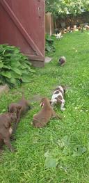 🐾✨ Meet the adorable hunting dog puppies! 🐶❤️

These little bundles of joy are not just cute; they are born to be champions! 🏆 From a young age, they’re full of energy, curiosity, and that instinct to hunt! 🦴

Watch as they explore the world around them, their paws padded with the excitement of new adventures! 🌲🌼 Whether it’s chasing their own tails or sniffing out the best hiding spots, every moment is a learning experience. 

Training them is a journey filled with fun and dedication, turning these little pups into skilled hunting companions! 🎯🐕

Do you have a hunting dog or thinking about getting one? Share your experiences in the comments! ⬇️ 💬 

#HuntingDogs #PuppyLove #DogTraining #AdventureDogs #PetCommunity

---

Feel free to customize it to fit your style better!
