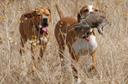 The Ultimate Guide to Hunting Apps: Enhancing Your Outdoor Experience

In recent years, the hunting landscape has evolved dramatically thanks to technological advancement