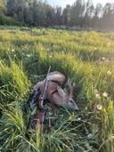 Die Jagdsaison ist endlich eröffnet, und mit ihr beginnt das aufregende Abenteuer, das die Herzen der Jäger höher schlagen lässt. Der Duft des feuchten Waldes und das rascheln der Blätter verstärken die Vorfreude auf die erste Beute des Jahres. In der kühlen Morgenluft versammeln sich Jagdfreunde, ausgestattet mit ihren Gewehren und unzähligen Geschichten aus den vergangenen Saisons.

Das erste Licht der Sonne bricht durch die Bäume und taucht die Landschaft in ein goldenes Glühen. Tradition und Respekt vor der Natur sind die Grundpfeiler dieser Zeit. Jedes Jahr wird die Jagd mit rituellen Worten eröffnet, ein Symbol für den Einklang zwischen Mensch und Wild. 

Die ersten Stunden sind geprägt von angespanntem Schweigen, während die Jäger geduldig auf das ersehnte Geräusch warten – das leise Knacken von Zweigen, das ein Wildtier verrät. Endlich, ein prächtiger Hirsch tritt aus dem Dickicht, und die Jagdkunst wird mit vollem Ernst angewendet. Die erste Jagd wird nicht nur zur Prüfung der Fähigkeiten, sondern auch zur Feier des Lebens und der Natur. In diesem Moment sind alle Vorbereitungen, das Training und die Herausforderungen des vorangegangenen Jahres vergessen, und die Freude über die erste erfolgreiche Jagd erfüllt die Herzen.