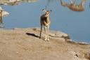 Ultimate Hunting Guide to LUGENDA, Mozambique: Wildlife, Seasons, Techniques, and Laws

Lugenda, a hidden gem in northern Mozambique, is a paradise for hunters seeking ad