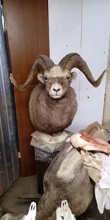 🛠Dmitry Popov visited his old taxidermist friend