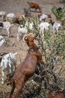 Goats may help prevent wildfires in California as drought worsens

The voracious herbivores are being deployed to clear invasive plants throughout wildlands as another ca