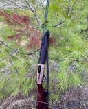 Ружье полуавтомат Beretta A400 Xplor: характеристики, калибры, цена, отзывы

• Введение Beretta A400 Xplor
• Общее описание модели
• Модификации и калибры
• Технические характеристики
• Системы и технологии
• Дальность стрельбы и типы охоты
• Отзывы владельцев: плюсы и минусы
• Почему выбирают Beretta A400 Xplor
• Заключение

🔍 Введение

Beretta A400 Xplor — это полуавтоматическое гладкоствольное ружье, которое стало эталоном надежности и универсальности среди охотников и стендовых стрелков. Итальянская компания Beretta, основанная в 1526 году, вложила в эту модель весь свой многовековой опыт, объединив классику и инновации.

🧭 Общее описание модели

Beretta A400 Xplor — это газоотводное ружье с системой Blink, позволяющей производить до 4 выстрелов менее чем за секунду. Оно отличается легкостью, низкой отдачей и высокой скорострельностью. Подходит как для охоты на водоплавающую и болотную дичь, так и для стендовой стрельбы.

🔧 Модификации и калибры

Модель выпускается в нескольких вариантах:

• Калибры: 12, 20 и 28
• Длина ствола: 26”, 28”, 30” и 32”
• Версии:• Xplor Action — базовая модель с деревянным прикладом
• Xplor Light — облегченная версия
• Xplor Unico — универсальная модель с патронником 3.5”
• Xplor KO — с системой Kick-Off для снижения отдачи
• Xplor Upland — для охоты на птицу

📊 Технические характеристики

• Тип действия: полуавтомат, газоотвод
• Система перезарядки: Blink
• Патронник: 76 мм (3”) или 89 мм (3.5”) в версии Unico
• Масса: от 2.5 до 3.2 кг в зависимости от модификации
• Материал ствола: сталь Steelium
• Приклад: орех или синтетика
• Емкость магазина: 3+1 (возможна установка удлинителя)
• Сменные дульные насадки: Optima-Choke HP

⚙️ Системы и технологии

• Blink — система быстрой перезарядки
• Kick-Off — гидравлические амортизаторы в прикладе, снижающие отдачу до 70%
• MicroCore — мягкий затыльник для комфортной стрельбы
• Optima Bore HP — улучшенная геометрия канала ствола для равномерного боя
• GunPod 2 — цифровой модуль (в некоторых версиях) для отслеживания количества выстрелов и температуры

🎯 Дальность стрельбы и типы охоты

Beretta A400 Xplor обеспечивает эффективную стрельбу на дистанциях до 50 метров с соответствующими патронами и насадками. Используется для:

• Охоты на утку, гуся, фазана, куропатку
• Охоты на зайца, лису
• Стендовой стрельбы: спортинг, трап, скит

Beretta A400 Xplor использует систему дульных насадок Optima-Choke HP — это одна из самых современных разработок Beretta, предназначенная для работы с высокоэнергетическими боеприпасами, включая стальную дробь.

🔧 Типы чоков Beretta A400 Xplor Optima-Choke HP

• Cylinder (CYL) — Сужение 0.00 мм
Используется на очень близких дистанциях (15–20 м)
• Improved Cylinder (IC) — Приблизительно 0.25 мм
Хорош для охоты на птицу и спортинга (20–30 м)
• Modified (MOD) — Приблизительно 0.50 мм
Эффективен для утки, фазанов, трап-стрельбы (30–40 м)
• Improved Modified (IM) — Приблизительно 0.75 мм
Для стрельбы по дальним целям, водоплавающей дичи
• Full (F) — Приблизительно 1.00 мм
Максимальная дальность стрельбы — до 50 м
• Extra Full / Turkey — Более 1.00 мм
Для точной стрельбы по гусю на расстоянии до 60 м

💬 Отзывы владельцев: плюсы и минусы

Плюсы:

• Надежность в любых погодных условиях
• Низкая отдача
• Быстрая перезарядка
• Качественная сборка и материалы
• Универсальность: охота и спорт

Минусы:

• Высокая цена
• Требовательность к качеству патронов
• Некоторые пластиковые элементы в конструкции (в базовых версиях)

💡 Почему выбирают Beretta A400 Xplor

• Универсальность: подходит для разных видов охоты и спорта
• Комфорт: минимальная отдача и эргономика
• Надежность: работает в грязи, морозе и сырости
• Престиж: бренд Beretta — знак качества

💰 Цена Beretta A400 Xplor

Средняя стоимость новой модели:

• Beretta A400 Xplor Action: от 1 300 до 1 800 USD
• С системой Kick-Off: +100–150 USD
• На вторичном рынке: от 950 до 1 200 USD в зависимости от состояния

✅ Заключение

Beretta A400 Xplor — это выбор тех, кто ценит надежность, комфорт и точность. Это ружье не просто инструмент, а партнер в охоте и спорте. Если вы ищете полуавтомат, который не подведет — A400 Xplor заслуживает внимания.
