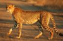 Cheetahs are fairly easy to tame and have been helping people hunt since ancient Egypt. Cheetah hunting was widespread in the Middle Ages among the rulers of the Middle E