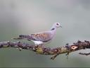 Italy allows hunters to shoot 7.5m rare turtle doves: ‘This will accelerate decline until no birds are left’.

The Italian government has given the green light to hunting
