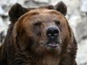 Медведь уже разорил курятник, расправился с кроликами и добрался до овец. Жители города в страхе за свою жизнь пытаются достучаться до чиновников, но уже две недели им приходиться лишь довольствоваться обещаниями разобраться с ситуацией
НУР-СУЛТАН, 11 июн — Sputnik. Дикий зверь несколько дней разоряет курятники и убивает домашний скот, жители Серебрянска Восточно-Казахстанской области напуганы - медведя не удалось отпугнуть от жилых домов, а застрелить его по закону нельзя.


Первые заявления от жителей на то, что зверь выходит на улицы города начали поступать в акимат Серебрянска еще 27 мая. Первыми жертвами хищника стали куры, кролики и овцы. По рассказам местных жителей, зверь не реагирует на шум, не боится людей и не собирается покидать черту города.

Медведь не дает покоя жителям города в Восточном Казахстане

Горожане бьют тревогу - зверь выходит на охоту по ночам, забирается во дворы частных домов. Что будет, если ему на пути попадется человек, такими вопросами засыпают они полицию и акимат. Но местные чиновники принять радикальные методы не могут - убить косолапого нельзя, так как охота сейчас запрещена.

Весной лимит на отстрел медведей был исчерпан, теперь по закону застрелить его могут только осенью. Но горожане столько времени ждать не могут и жить с опасным соседом не хотят.


С конца мая местные власти ведут переписку с различными ведомствами, сообщает Yk-News. Но ответа так и не получили.

"По законодательству установлены сроки по отстрелу медведей. С обществом охотников и рыболовов мы ведем переговоры по поводу отпугивания животного. Мы в курсе, что он нападал на животных. Он является охотничьим видом, на медведя установлены сроки охоты в период с первой субботы сентября по 30 сентября и на 15 дней в весенний период - с 15 апреля по 15 мая", — прокомментировал руководитель отдела животного мира и охотничьего хозяйства территориальной инспекции Самат Дидахметов.
По его словам, так как убить медведя нельзя, рекомендовано отпугивать зверя.

Редкие кадры охоты бурого медведя сняли на Иссык-Куле - видео

"Местные жители могут шуметь, обо что-то бить. Это дикий зверь, фактор беспокойства на него будет воздействовать", - отметил Дидахметов.

Но местные жители признаются, что уже пытались это сделать. Полицейские пытались отогнать его мигалками и сиренами служебных машин, но пока зверь не доел убитых кроликов, не ушел.

Зоозащитники предлагают медведя усыпить и перевезти в подальше в лес.



Читать далее: https://ru.sputnik.kz/regions/20210611/17324088/medved-kazakhstan-strah-zapret-ohota.html