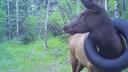 CPW RESCUE TIRE-BOUND ELK

After a couple years of living life with a tire stuck around its neck, Colorado Parks and Wildlife (CPW) were able to finally tranquilize the b