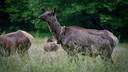 ELK RETURN TO NORTH CAROLINA

It took about 20 years, but elk have returned to the Cataloochee Valley in North Carolina. Once native to the Tar Heel State, eastern elk vanished in the 1800s due to human encroachment on key habitat. However, now, while exact numbers are still to be determined, elk are back in the Great Smoky Mountains in Southern Appalachian, the Citizen Times reports.

Wildlife biologist Joseph Yarkovich has been involved with the project since its beginnings and hopes to one day “have one large, contiguous population throughout the East Coast again,” but adds, “that’s still way, way down the road.”

For now, those involved with the elk recovery project are hoping to obtain an accurate population count. 

“What we’ve been doing up until now is conducting a minimum count,” said Yarkovich. “The park in collaboration with the Eastern Band of Cherokee Indians and the North Carolina Wildlife Commission will coordinate for three days in a row to count as many elk as we can see and come up with a minimum estimate for the population.”

However, that will be tricky due to the dense forests that span the western part of the state into Tennessee. 

“Basically, the way you typically survey elk populations is based on western landscapes and methodologies where you have really high sightability,” said Yarkovich. “Those methods really aren’t as effective here in the Southern Appalachians where everything is just so thick.”

goHUNT Gear Shop

So, they’re looking at a new way of tallying – and tracking – wildlife.

“What we’re looking at now is a study using elk fecal DNA,” said Yarkovich. “It consists of walking transects all over Western North Carolina for three years, finding elk pellets, and swabbing them for DNA. Those samples can then be sent off for genetic analyses down to the individual level, which will help us capture records of a lot of the animals that we’re not seeing.”

There’s about 400 transects that park officials will study that include miles of off-trail areas. However, while the DNA-based counting system is “labor intensive,” biologists believe the results will be worth it as they will be able to see “detailed information…for a reintroduced population that is still relatively fragile,” according to the Citizen Times.

“Twenty years of elk back on the landscape can seem like a really long time, but when you look at the big picture, it’s still not a big population,” said Yarkovich. “Smaller elk populations can be really sensitive to disease, changes in the environment, and changes within their own group dynamics.”

If successful at uncovering a piece of the “region’s ecological puzzle,” Yarkovich believes other states will try the method, too. 

“If this project works as well as we hope, I would expect other states like Tennessee, Kentucky, Virginia, and Pennsylvania to pick it up too,” said Yarkovich. “That’s a big step toward restoring a healthy, self-sustaining herd for Southern Appalachia.”