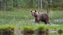 МЕДВЕДЬ ГРИЗЛИ ПОЯВИЛСЯ НА ТЕРРИТОРИИ ЧЕРНОГО МЕДВЕДЯ (ВИОМИНГ)

Наслаждаясь прекрасной природой в южной части хребта Вайоминг, вам нужно быть особенно внимательными. На этой неделе Департамент охоты и рыбной ловли штата Вайоминг (WGFD) подтвердил, что медведь гризли был замечен к северу от водохранилища Вива Нотон с помощью фотографий с удаленной камеры. Второй раз, когда наблюдение медведя гризли было подтверждено в этом районе, согласно данным агентства. «Это страна черного медведя, но с подтвержденным присутствием гризли, люди, наслаждающиеся предстоящими выходными в День благодарения, должны помнить об угрозе встречи медведей на улице», - сказал Тодд Грэм, инспектор дикой природы региона Грин-Ривер. «Обязательно держите двор в чистоте, без пищевых отходов и мусора».