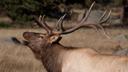 SOUTH DAKOTA RANCHERS UPSET OVER NUMBER OF ELK CONTINGENCY LICENSES

South Dakota ranchers are angry over the number of elk contingency licenses recently issued across fo