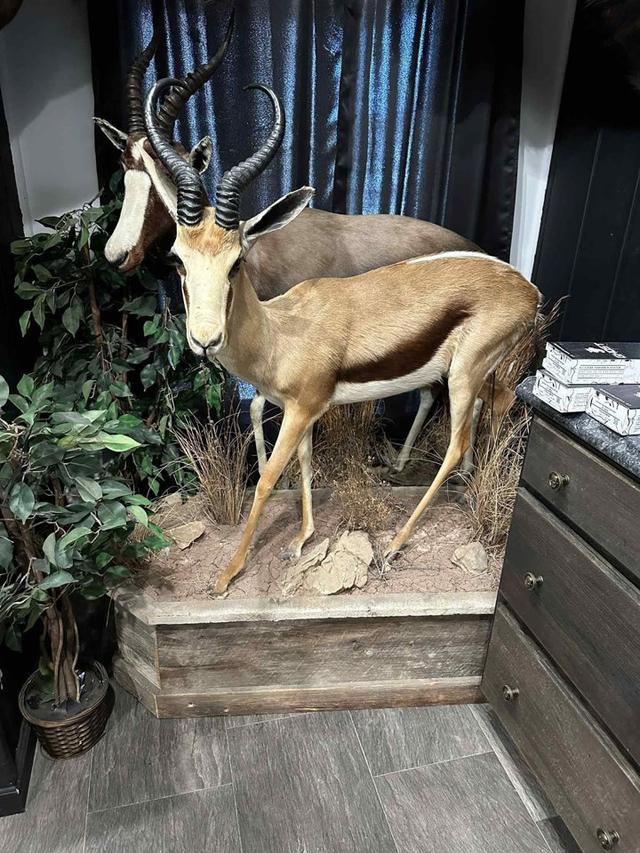 AFRICAN MOUNTS FOR SALE!