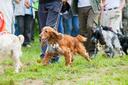 Mi è piaciuta molto l'esposizione di cani da caccia in Italia. Ho visto molte diverse razze di cani e ho imparato molto su di loro. È stato anche interessante parlare con