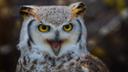 Совообра́зные (лат. Strigiformes) — отряд, включающий более 200 видов птиц преимущественно средней величины (от мелких до крупных), распространённых во всех частях света,