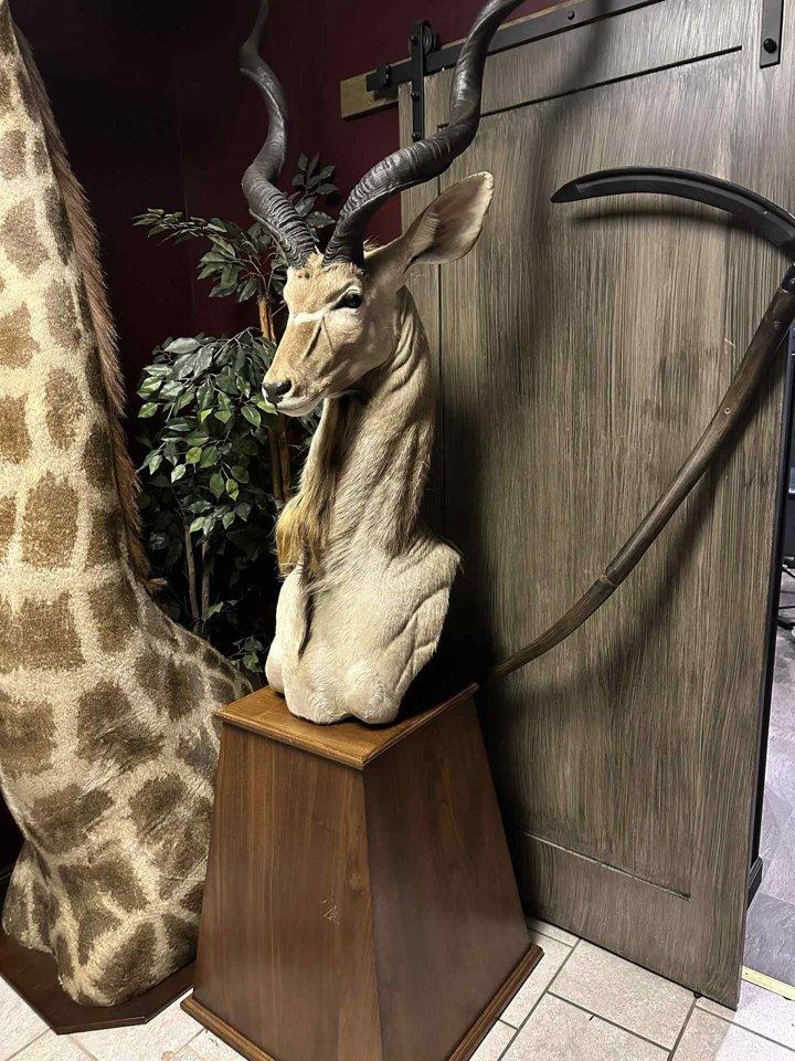 AFRICAN MOUNTS FOR SALE!