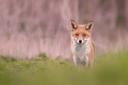 Fox hunt 