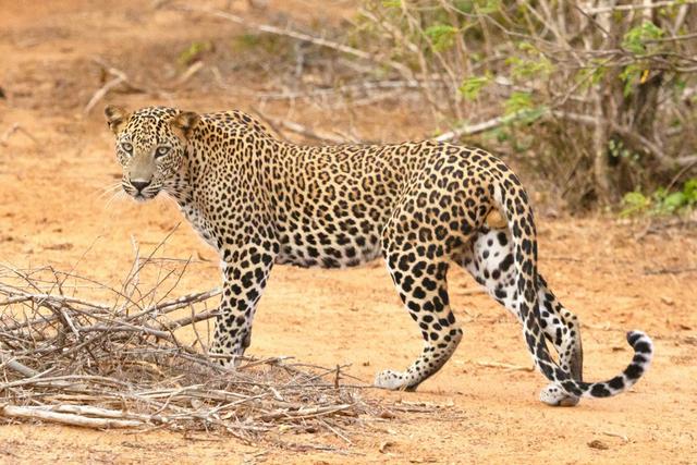 <strong>Hunting</strong> in Moroto, Uganda: Geography and Natural Features, <strong>Hunting</strong> Demographics, and Game Species Diversity (PART II)