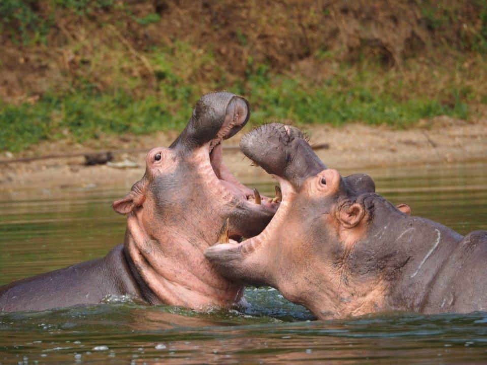 Hunting in Apac, Uganda: Seasonal Movements of Uganda Kob in the Lango Cultural Hunting Grounds