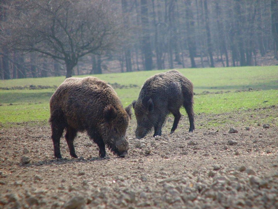 Jagd in der Region Eisenstadt-Umgebung: Wildarten, Gesetzgebung, natürliche Besonderheiten, Jägerschaft, Besonderheiten, Fakten, Vereinigungen, Traditionen, Jahreszeiten 