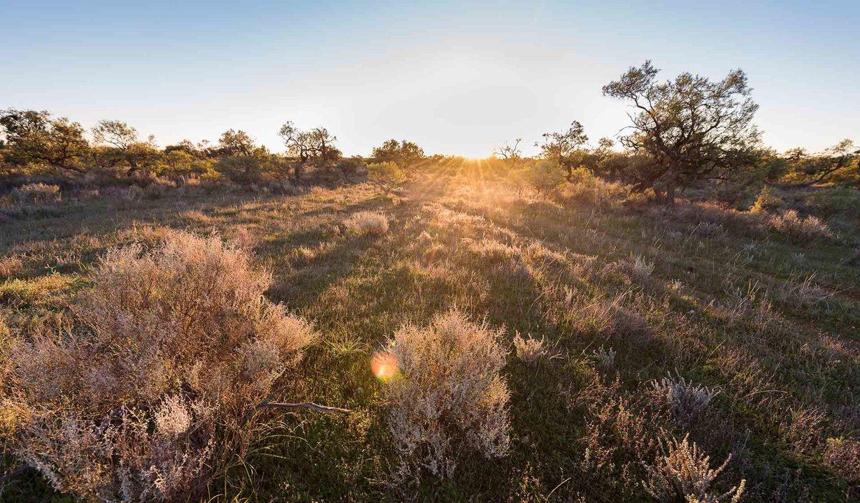 Mallee Region Hunting: Uncovering Interesting Facts About Local Game, Demographics, Legislation System, Associations and Clubs, Laws and Hunting Seasons 