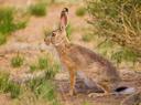 🌳🐇Охота на зайца: Азарт и традиции 🐇🌳

Охота на зайца — это не просто увлечение, это древняя традиция, которая объединяет охотников в стремлении испытать азарт и наслаждение природой. Чистый воздух, следы на снегу, адреналин от погони — все это создает уникальные эмоции, которые невозможно передать словами. Это время, когда природа и человек становятся единым целым, а каждый успешный выстрел — результат терпения, навыков и интуиции. Охота на зайца требует умения чтения следов, быстроты реакции и безграничной любви к лесу и его обитателям.