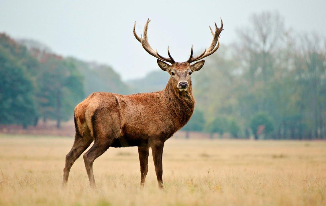 Caza en Coahuila: La Guía Definitiva para Cazadores con Especies, Temporadas, Regulaciones y Consejos Prácticos en México