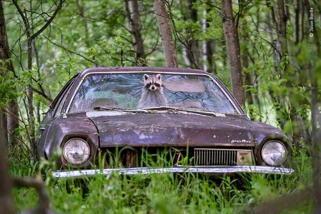 The Funniest Photos in the History of the Wildlife Photographer of the Year Contest.