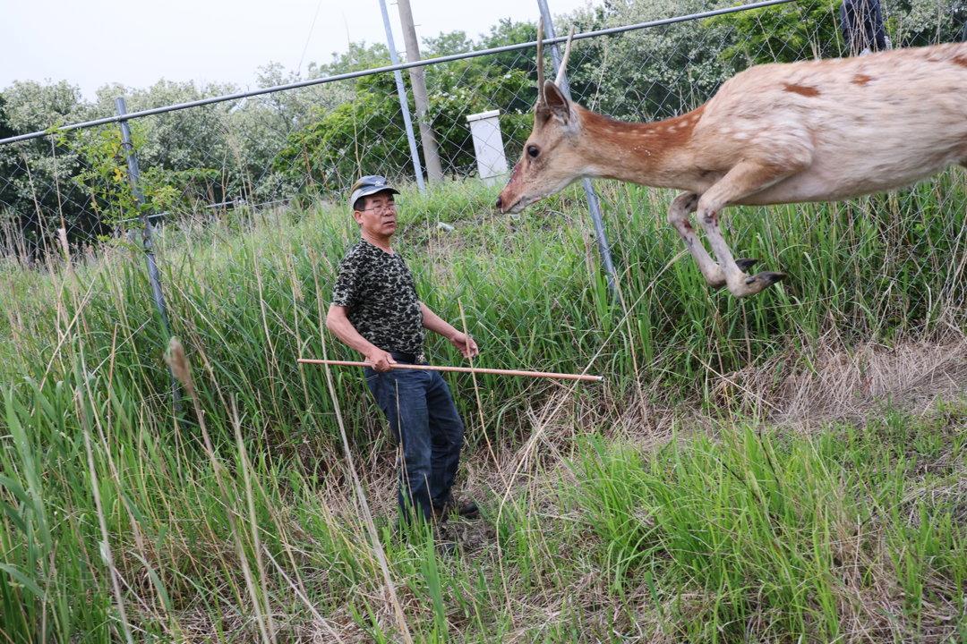 청송군 사냥 동물 