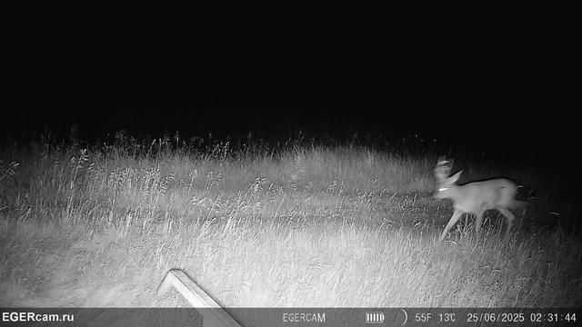Regular photo report from our traps in the hunting grounds📸🦌