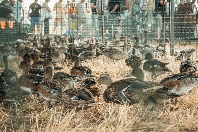 Terre de Chasse 2025 at Château Filhot – 29–31 August 2025 National Hunting Expo & Outdoor Tradition Fair in Sauternes, France