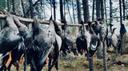Где можно охотиться на гуся в августе 2025 в России — подробный гид по регионам, срокам и сезонам гусиной охоты. 

Август — старт сезона охоты на гуся в большинстве регио