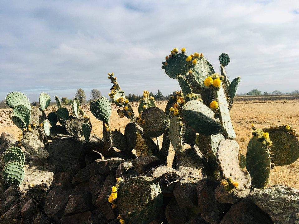 La caza en Guerrero, México: Guía para amantes de la naturaleza y la aventura.
