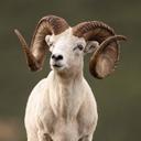 A post #2023sheepshow edition of Full Curl Friday.
 
Annuli Photo Contest People’s Choice Award-winning image taken by Jerry Herrod. 