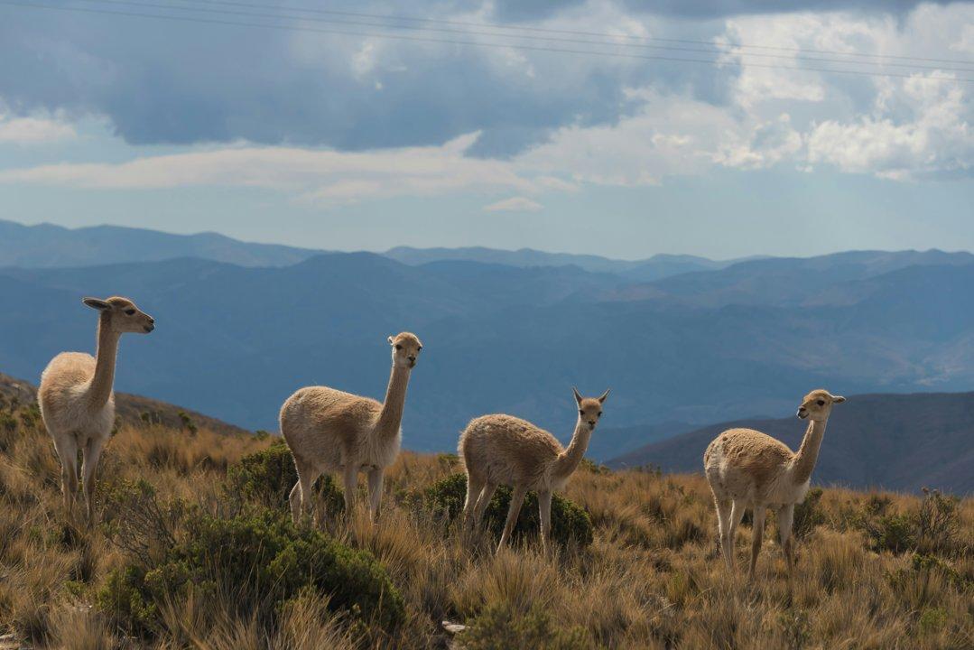 Caza en San Juan: Caza Responsable en Regiones Áridas de Precordillera con Potencial para Turismo Cinegético Sostenible