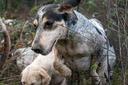 #hound #hunting #foxhound #houndhunting #country