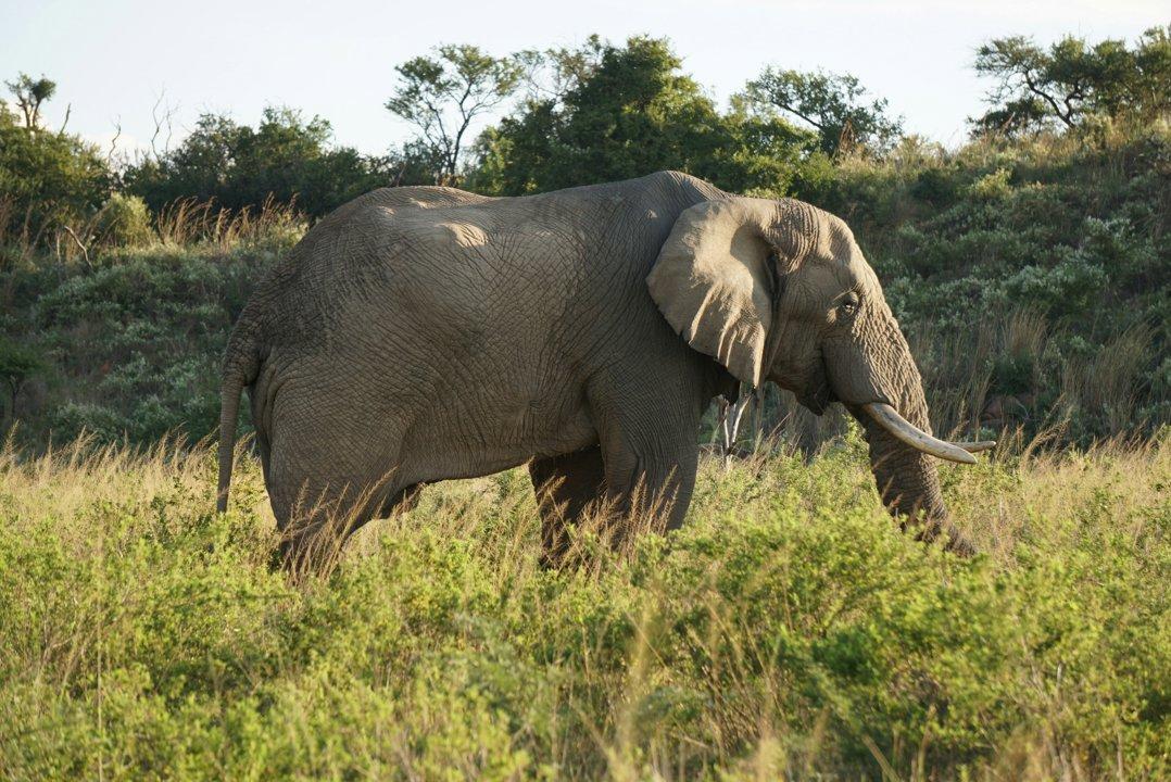Hunting in Ouémé: A Comprehensive Guide for Hunters – Exploring Opportunities, Challenges, and Conservation Efforts (PART 2)