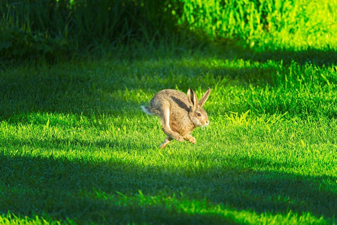 Explorez la Chasse en BRENNE: Saisons de chasse, réglementation régionale, faits marquants et faune d'étangs