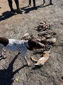Wild hare hunting Morocco: A Hunter’s Tale from the Wild Plains

I still remember the morning air—cool, dry, and laced with the scent of wild thyme. The sun hadn’t yet cr