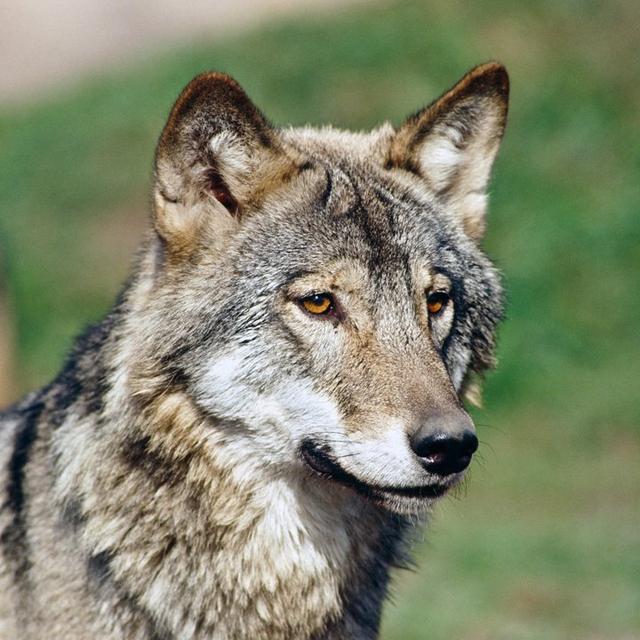 shadow_wolf_91 avatar