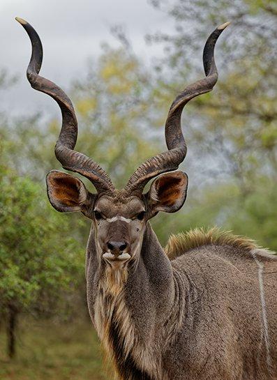 Hunting in Kyenjojo, Uganda: Associations and Clubs, Traditions, and Game Species Diversity (PART II)