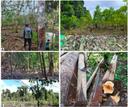 Deforestation in Borneo threatens three endangered, endemic plant species

The rampant deforestation for monoculture plantation and logging in western Indonesian Borneo has exacerbated the extinction risks of three plant species endemic to the island’s riparian lowland rainforests, a new study said.
The researchers are calling for stricter protection of the forest fragments as a key conservation strategy for the three plant species and for further research to be done to better understand the species’ population status so as to improve their management.
The island of Borneo, which is split between Indonesia, Malaysia and Brunei, has for the last few decades lost more than a third of its forests due to fires, logging, mining and industrial plantations, particularly oil palms.
JAKARTA — The rampant deforestation for monoculture plantation and logging in western Indonesian Borneo has exacerbated the extinction risks of three plant species endemic to the island’s riparian lowland rainforests, a new study said.

A group of Indonesian researchers has reported that three Bornean plant species, Vatica rynchocarpa, V. havilandii and V. cauliflora, found in the lowland forest fragments along the upper Kapuas River in West Kalimantan province, were threatened by small-holder farming, industrial agriculture and timber extraction.

These patches of riparian forests were unprotected, as they have been designated as “other-use” or APL, rendering them available for any development and most likely to see further deforestation, added the authors in their report published in the April issue of Journal for Nature Conservation.

“I don’t think that this is first research on plant species in Borneo, but ours is the first population study on the three species which are threatened with extinction and one of them is very endemic, in their natural habitat,” Enggal Primananda, a forest researcher at Indonesia’s National Research and Innovation Agency (BRIN) who is the lead author of the paper, told Mongabay in an interview.

Enggal said the population assessment of the three Vatica species from the International Union for Conservation of Nature (IUCN) prompted his team to carry out their field study. The IUCN Red List of Threatened Species shows that the V. rynchocarpa is endangered, as the plant species has faced up to 70% decline in the past decade, while the V. havilandii and V. cauliflora are critically endangered, meaning that they are close to extinction in the wild.

Enggal noted that V. cauliflora could only be found in West Kalimantan’s Kapuas Hulu district, while the other two could still be found in the Bornean forests of Malaysia and Brunei. Incidentally, he said, V. cauliflora typically also grew in dryland areas that were favorable among people for converting into plantations, such as rubber (Hevea brasiliensis) and the medicinal plant kratom (Mitragyna speciosa). Recent population surveys located a total of 179 individuals of the species, the paper said.

“We wanted to find out whether these species still exist in the wild, what are the threats that cause the highest potential for extinction, and the population status in their habitat,” Enggal said.

The Kapuas River represents one of the oldest tropical peat formations. It empties into the Kapuas Hulu plateau, flows through the steep slope in the western part of the plateau, then descends into plains. This region has a very wet climate with an even distribution of rainfall throughout the year.

The authors conducted field surveys July 4-18, 2022, and assessed the population structure of each species. Through proximity analysis, they calculated the distance of each individual from the river to assess its effect on the species distribution. A total of 13 locations were surveyed during the study with a total covered distance of 26 kilometers (16 miles). In addition to the population of V. cauliflora, they located 317 individuals of V. rynchocarpa and 568 individuals of V. havilandii.

The island of Borneo is split between Indonesia, Malaysia and Brunei. A group of scientists published in 2022 a study of a deforestation trend model that projected 74,419 square kilometers (28,733 square miles) of forest — an area a tenth the size of Italy — would be lost between 2018 and 2032. The estimate was based on forest loss of 59,949 km2 (23,146 mi2) between 2000 and 2017 across Borneo.

In 1973, three-quarters of Borneo, the world’s third-largest island, was still forested and home to many tropical wildlife species. But four decades of fires, logging, mining and industrial plantations, particularly oil palms, destroyed more than a third of Borneo’s rainforests.

Enggal said he presented his field findings to the managing agencies of the Kapuas Hulu forests immediately after his team completed their surveys. The researchers are calling for stricter protection of the forest fragments as a key conservation strategy for the three plant species and for further research to be done to better understand the species’ population status so as to improve their management.

“There isn’t much attention yet from the forestry sector given towards plant conservation in comparison to animal conservation, so the research and information is still very limited especially for plants that are threatened with extinction,” Enggal said.

