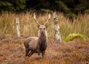 A majestic County Wicklow Sika stag photographed in recent days.