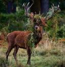 Magnificent Stud does a Royal Pose 
for #wildographer Chaitanya Deshpande 