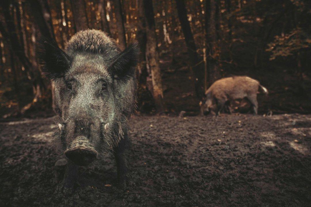 Jagd im Bezirk Luzern-Land (Kanton Luzern), Schweiz: Landschaftsmerkmale, Jagdarten, Wildbestände, Abschusszeiten, Interessengruppen, Regelungen und Traditionen 