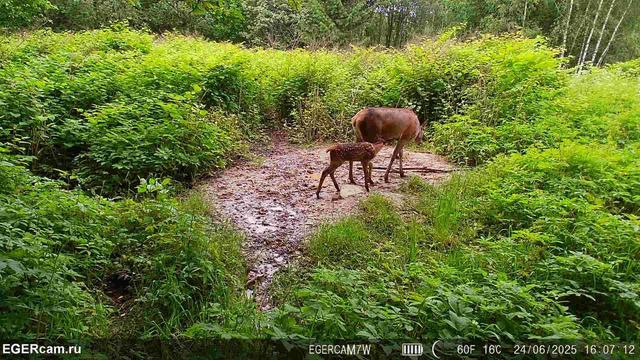 Regular photo report from our traps in the hunting grounds📸🦌