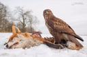 Falcon Annihilates Fox and Deer

"Falconry is is a sport which involves the use of trained raptors (birds of prey) to hunt or pursue game for humans."

An unassuming hunt