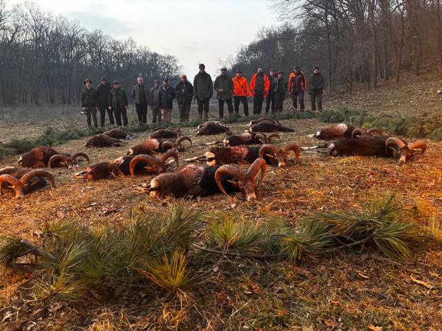 An unforgettable day in the Hungarian hills — proud to have taken a stunning trophy mouflon on this trip.